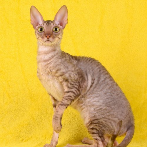 cats-poisonivy